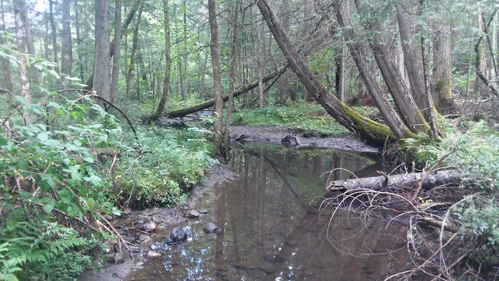 Forest creek