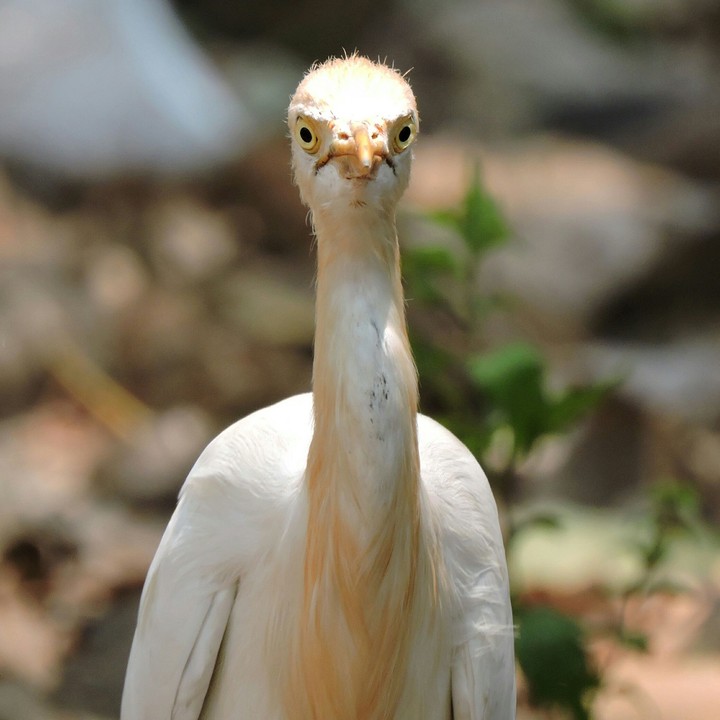 the elegant look