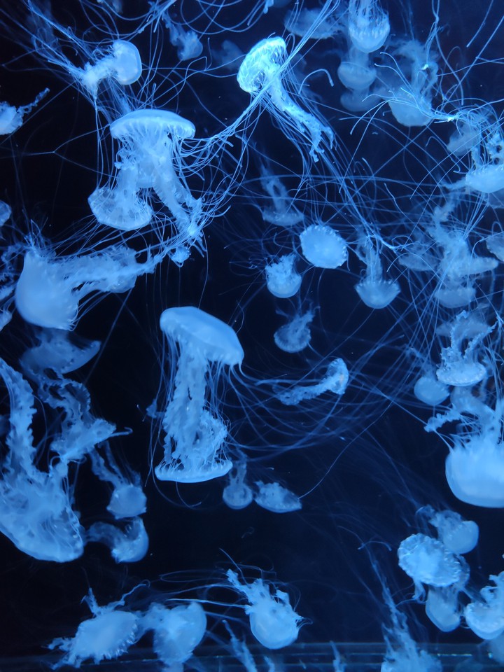 jellyfish