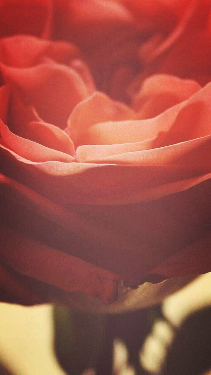 Pink Rose