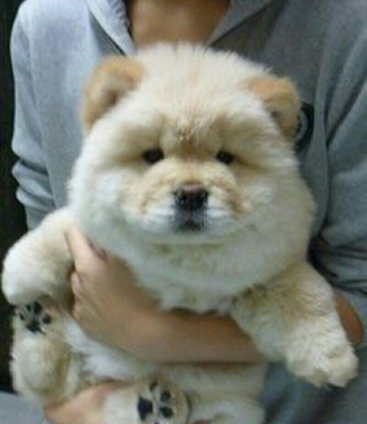 my dog:-)