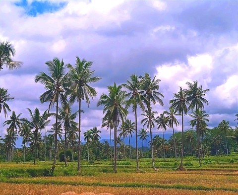 רקעים plant, sky