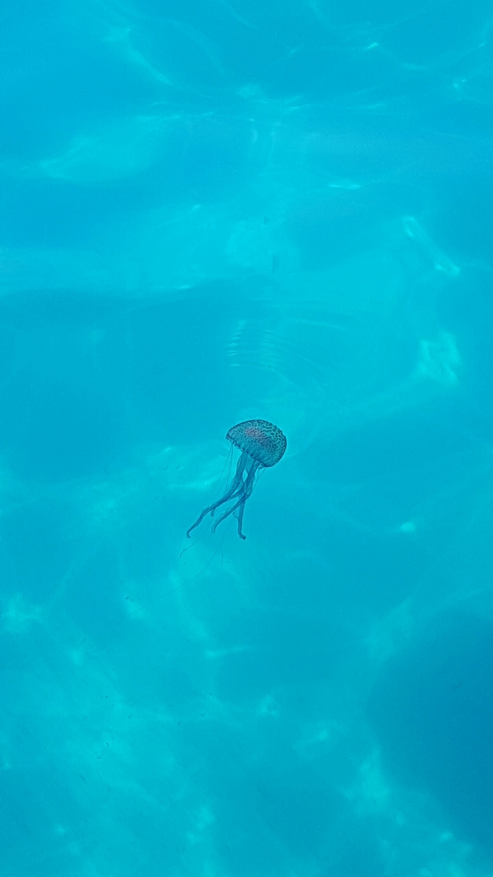 la medusa