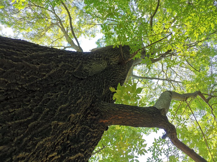 tree seen from below