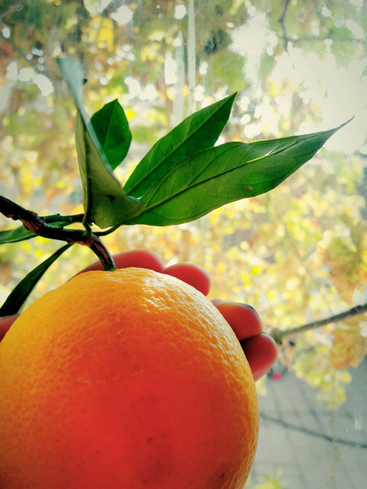 orange