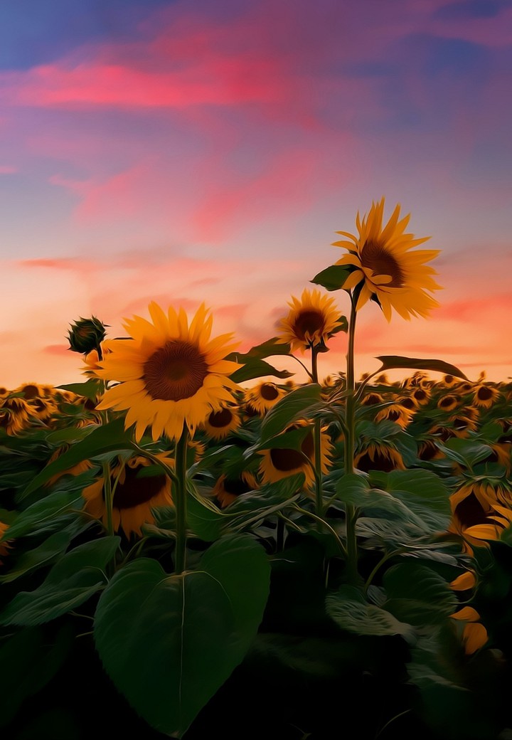 Sunflowers