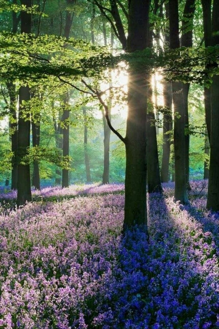 forest