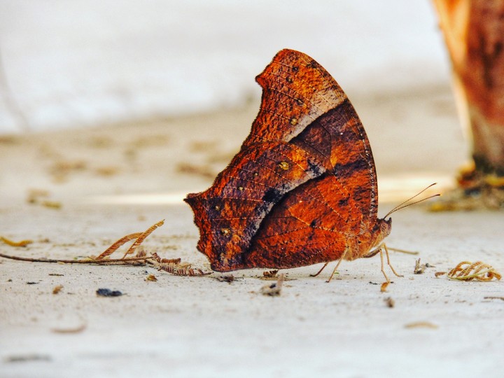 butterfly