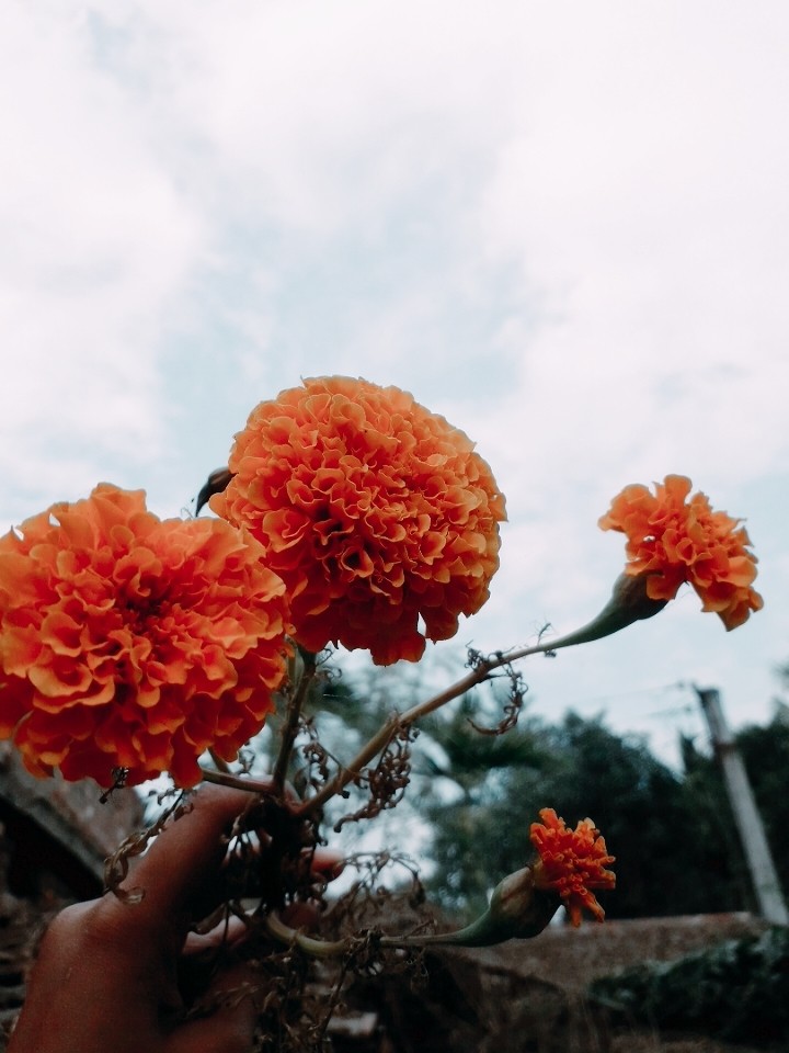 flower