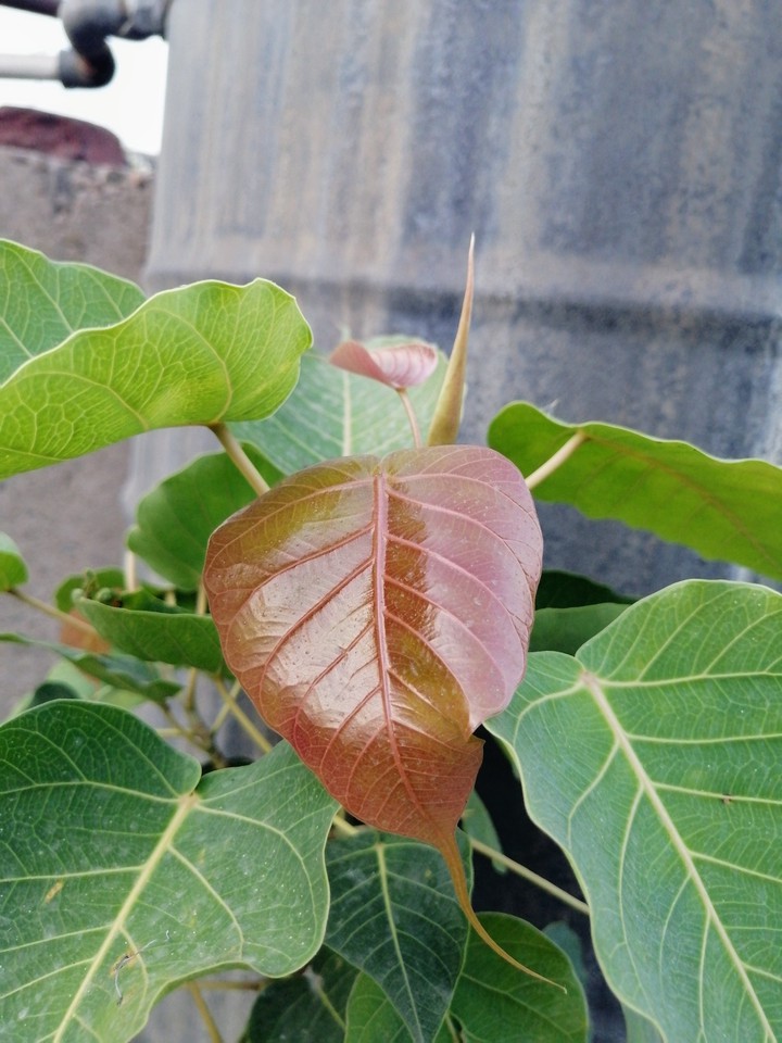 plant