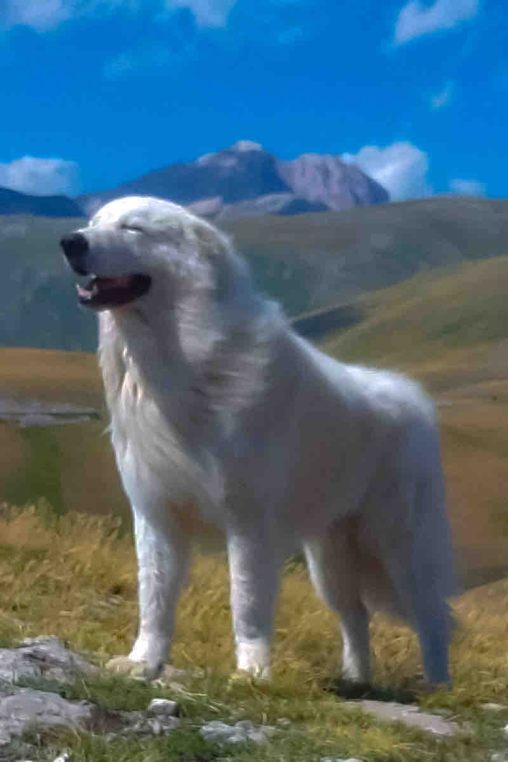 Pastore abruzzese