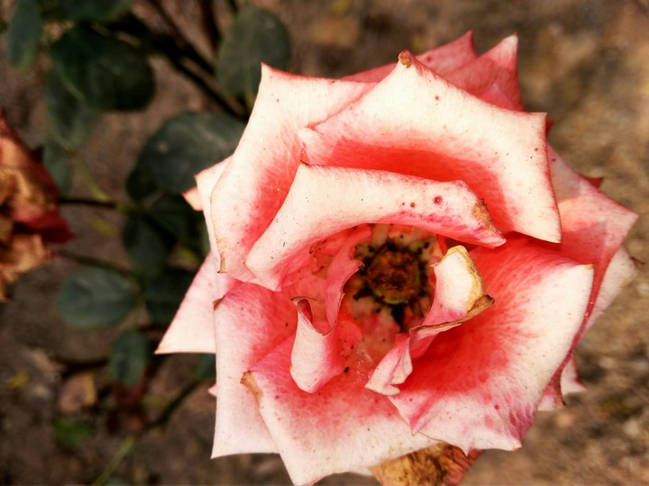 rose
