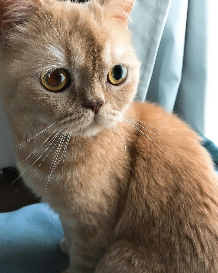 cute kitty