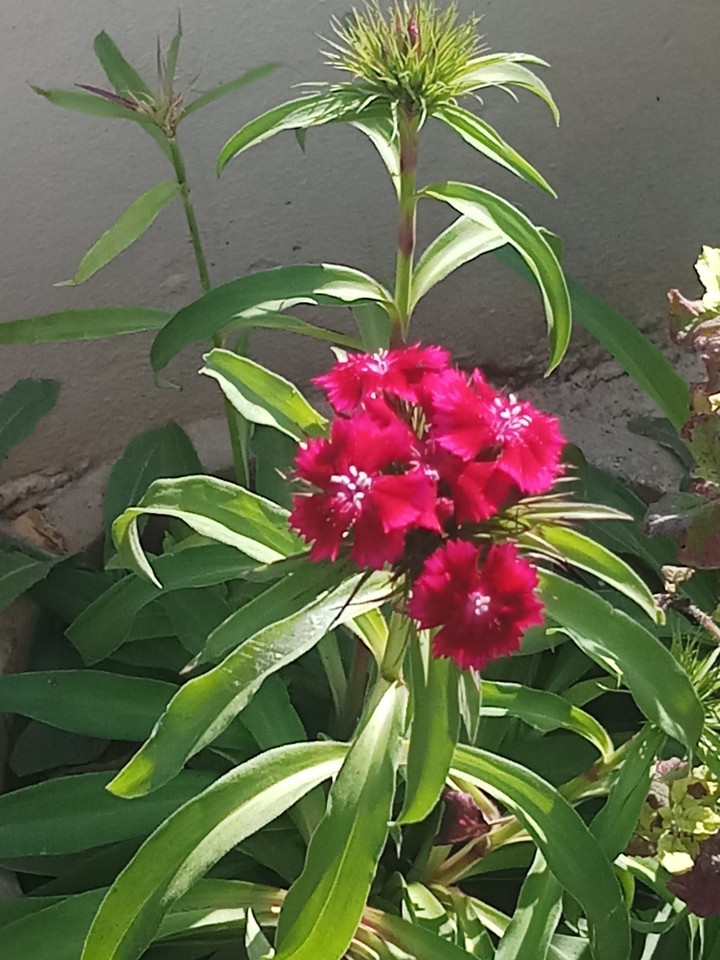 flower
