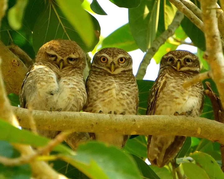 Family