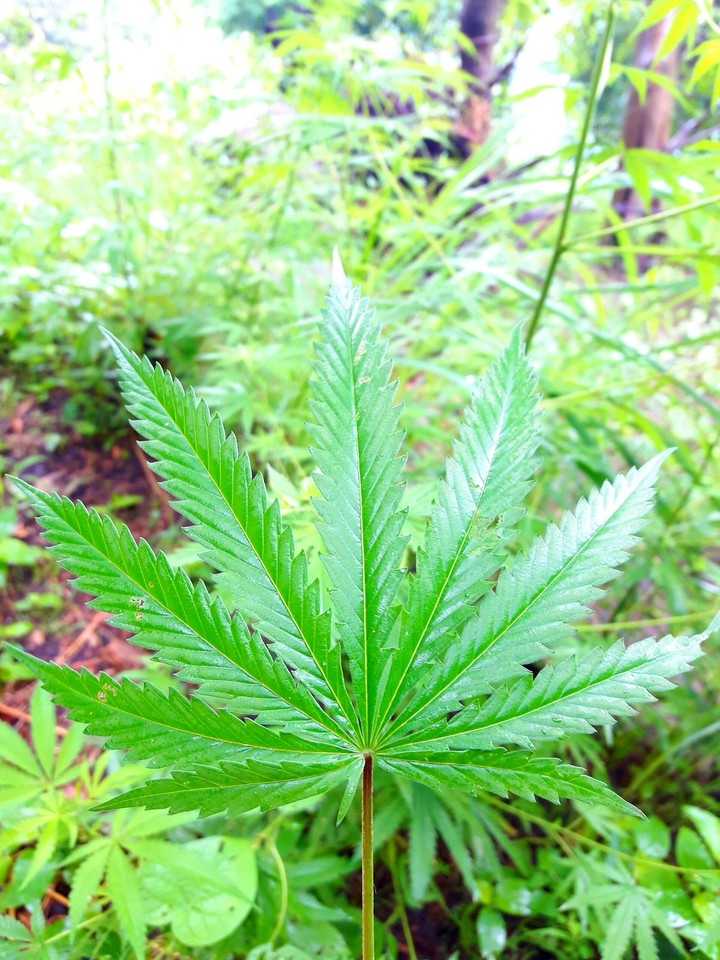 beautiful leaves