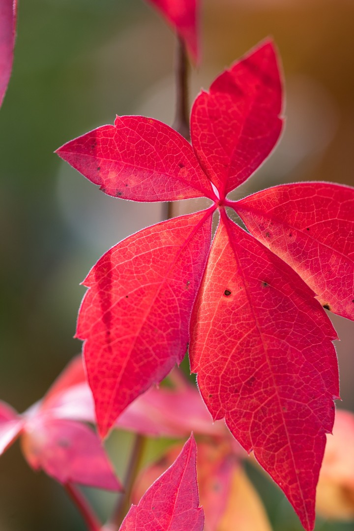 Autumm