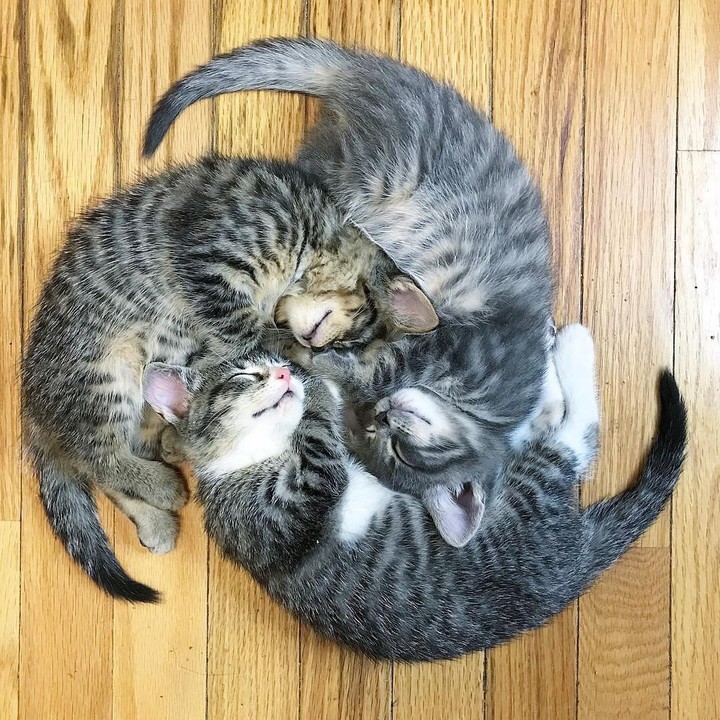 kitty Spinner