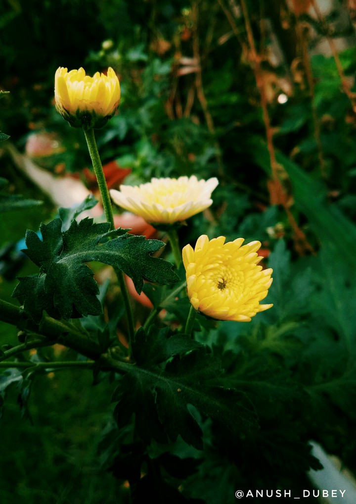 Beautiful Flowers 