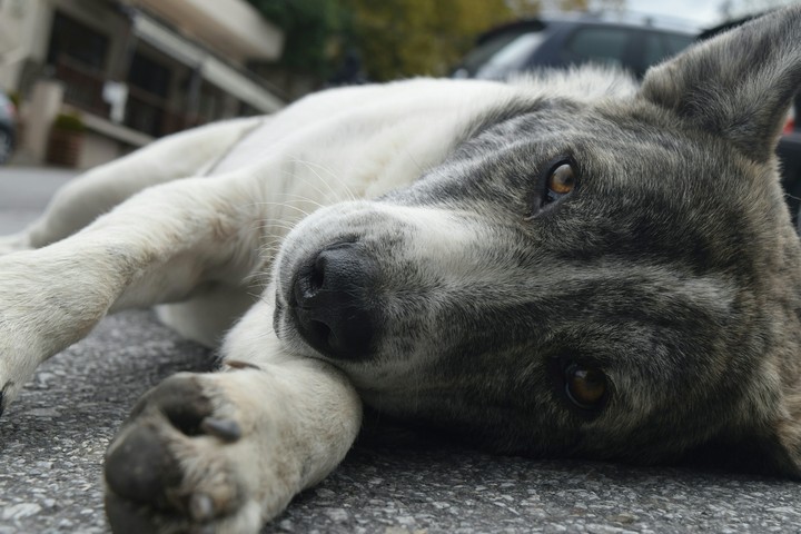 That eye contact with street dog
