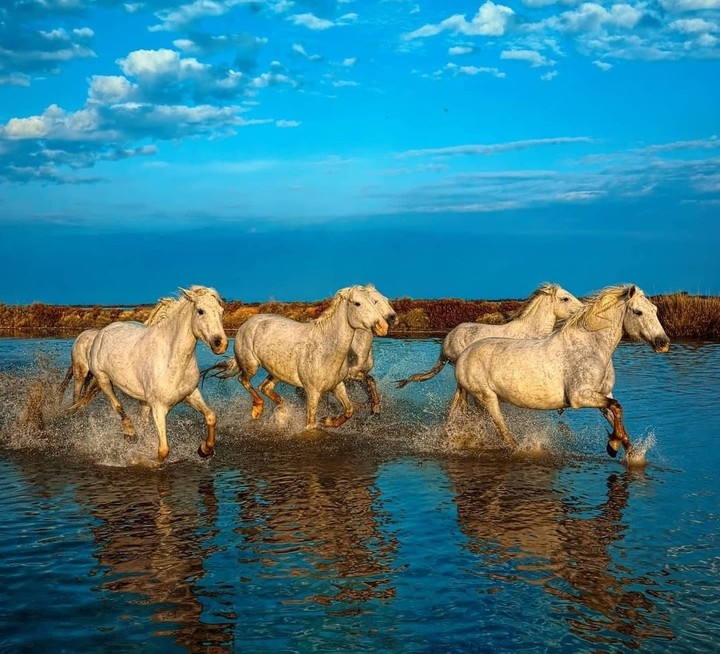 #horses