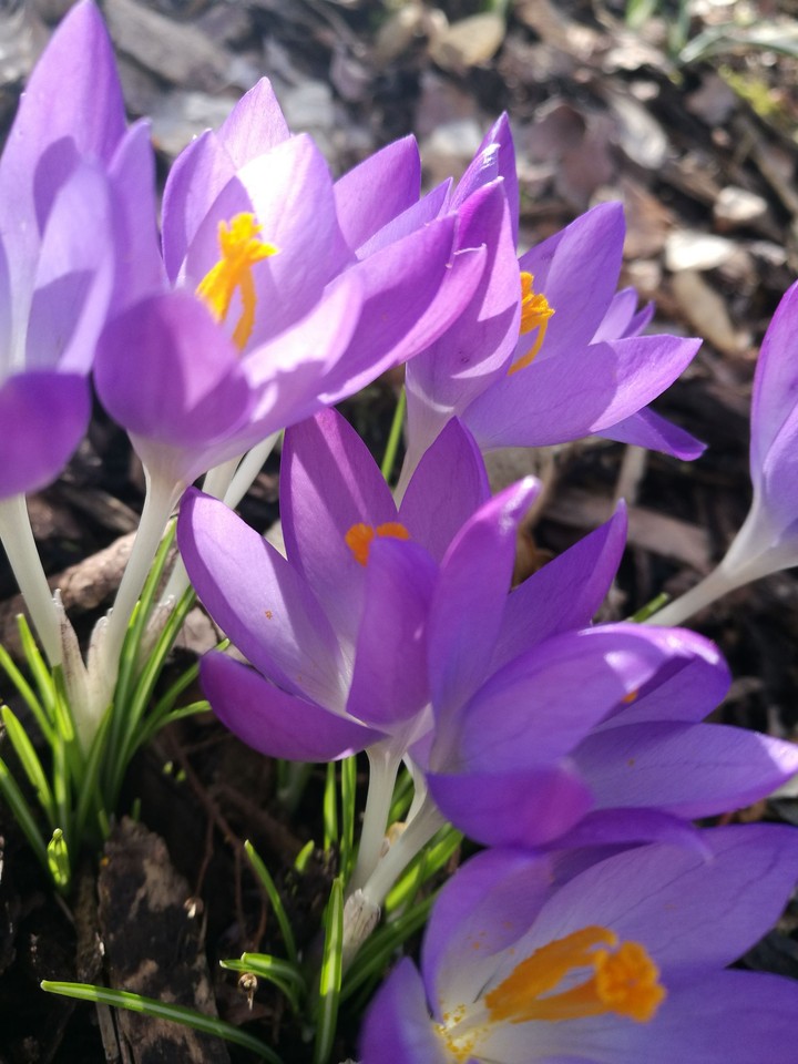 Krokus