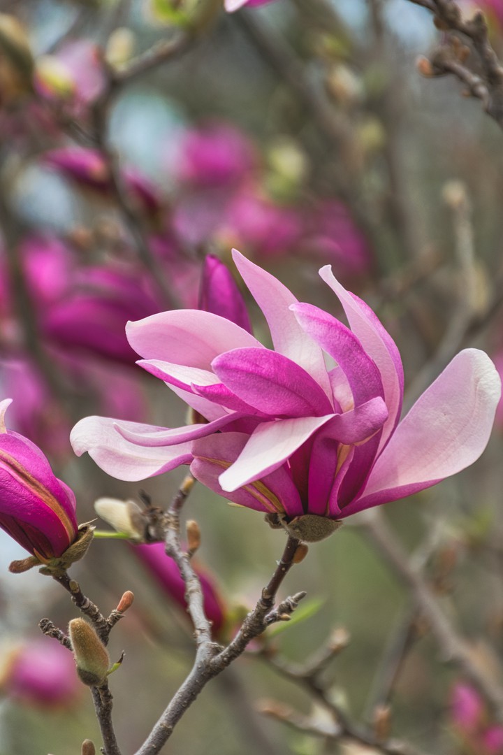 magnolia
