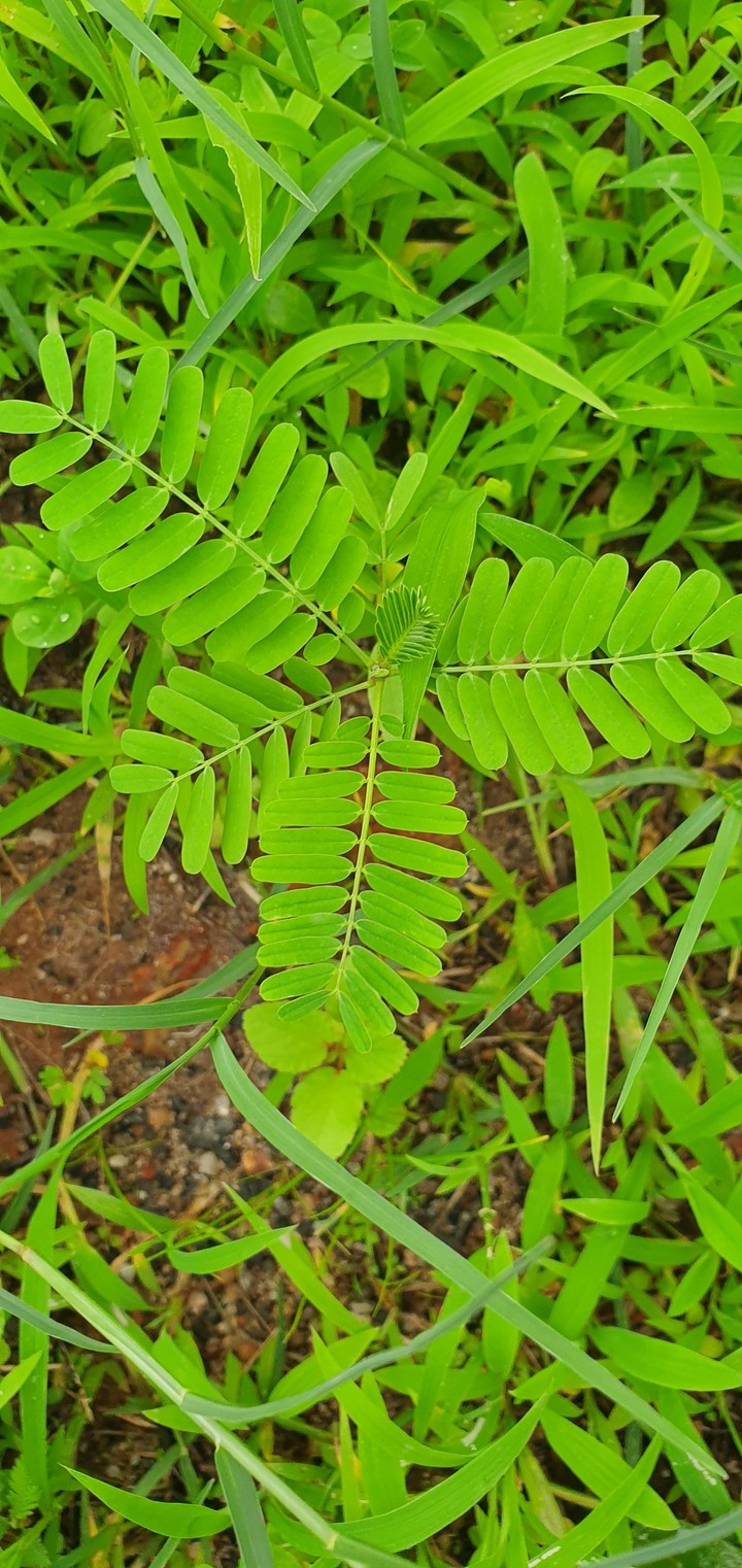 Greenary around us