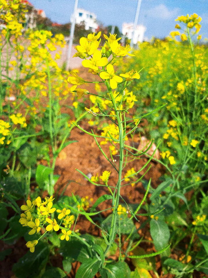 album mùa hoa cải
