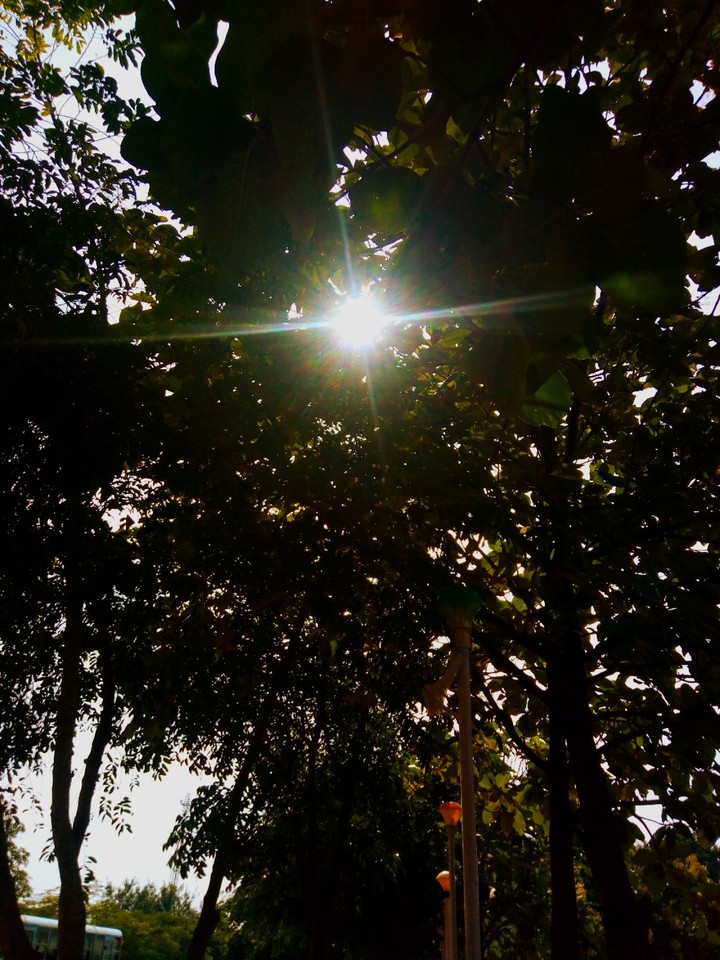 tree