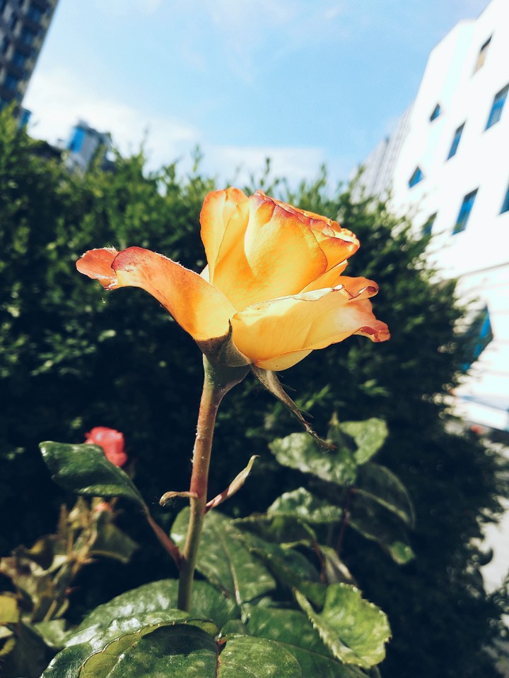a yellow rose