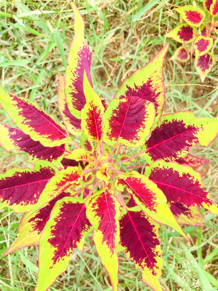 plant