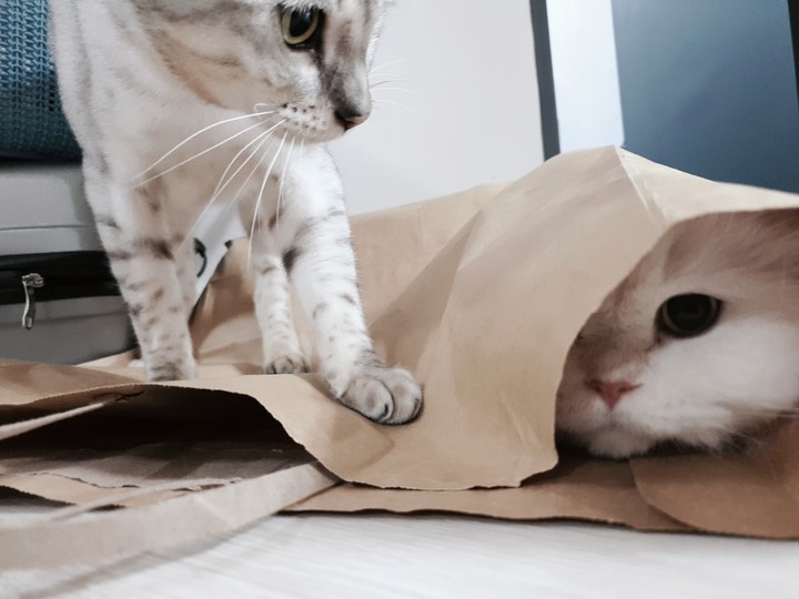 종이가방  쟁탈전