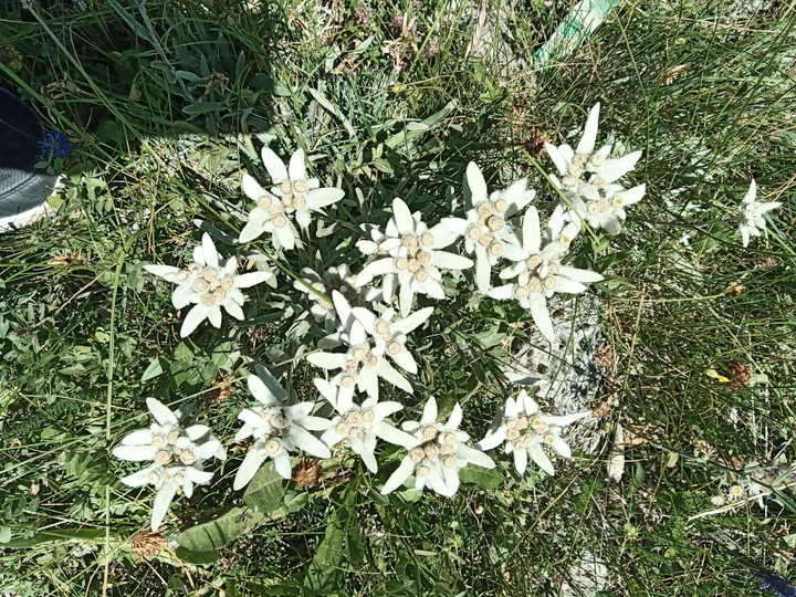 fiori