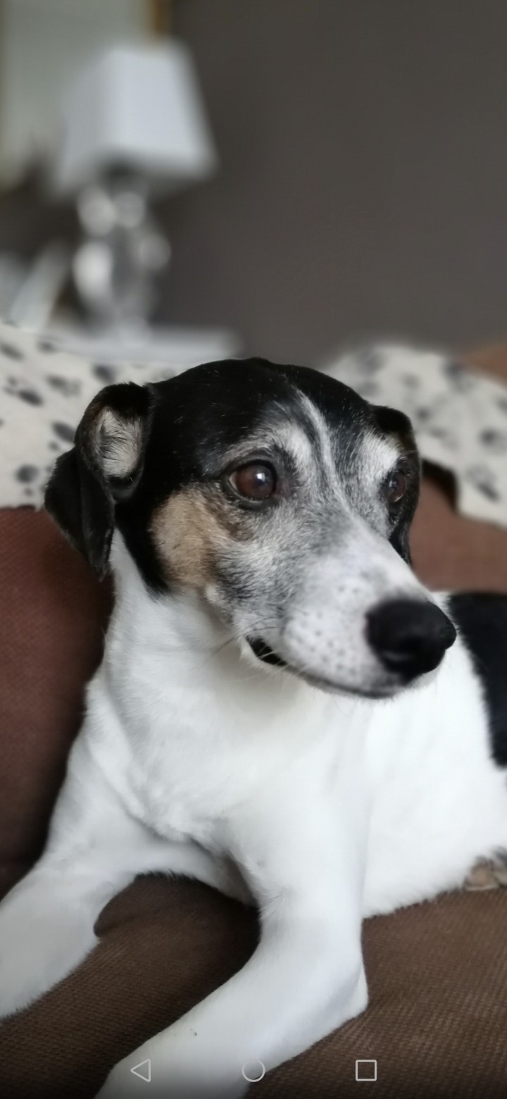 cute dog