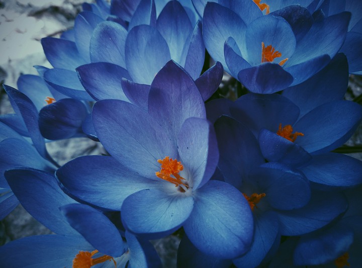 crocus