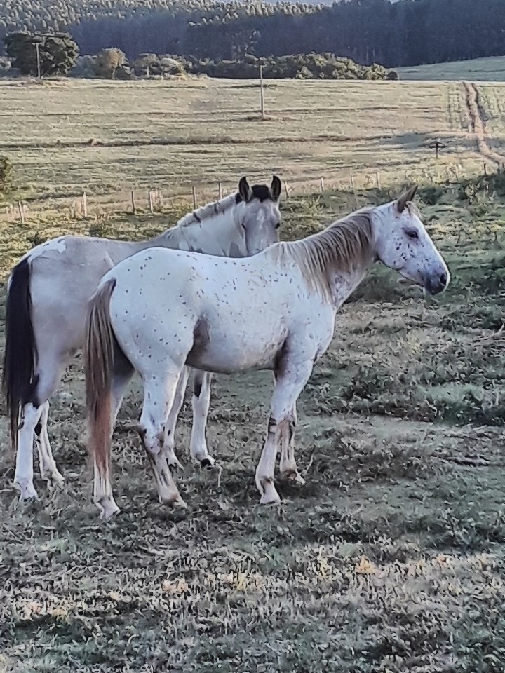 cavalos