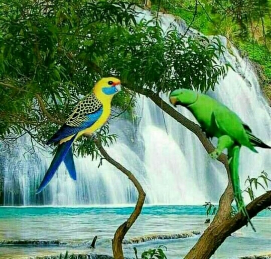 NATURE