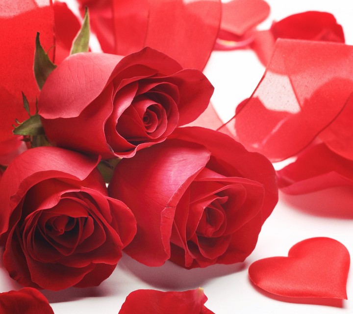 Red Rose