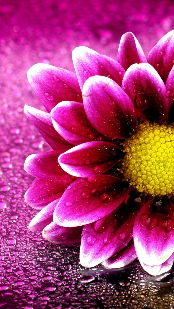 flower