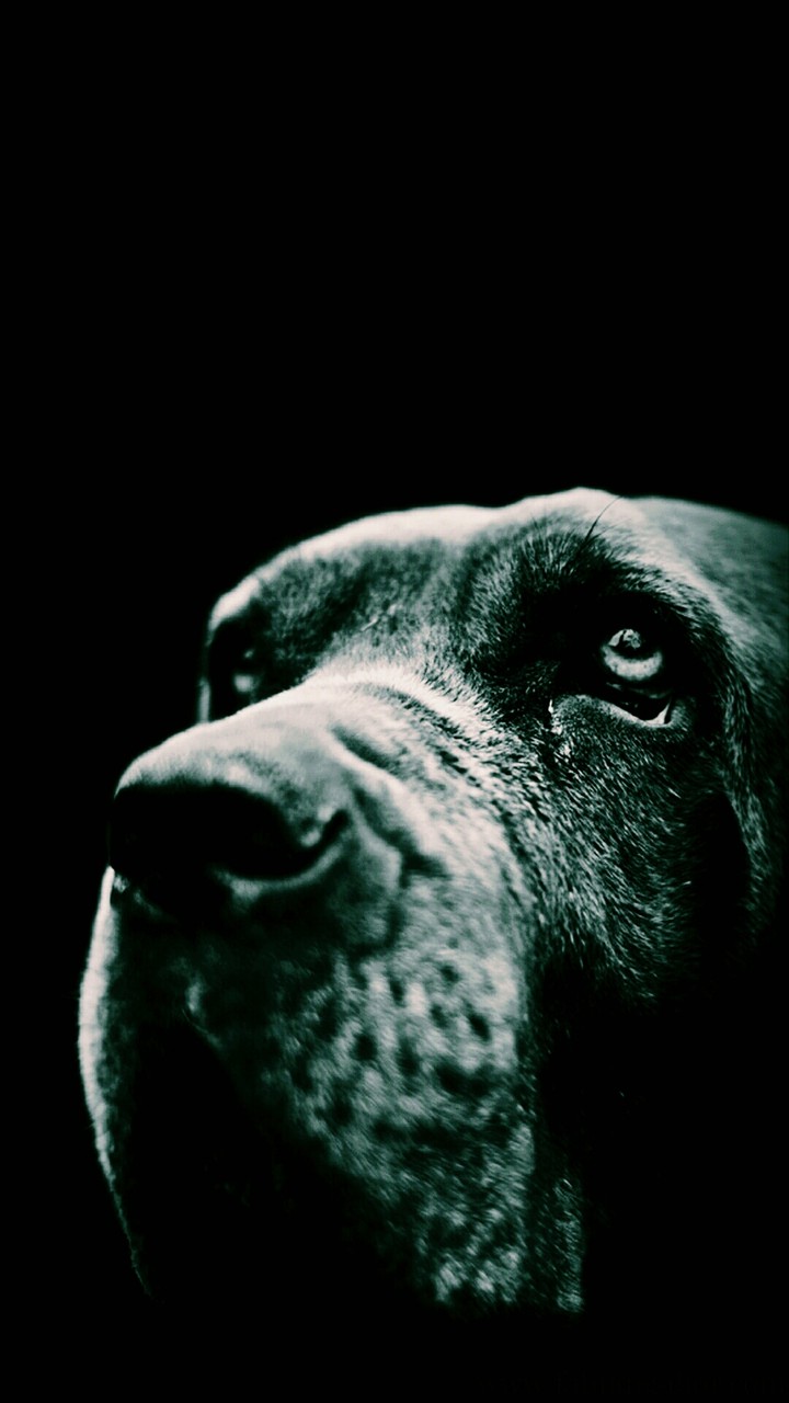 Sad puppy •~•