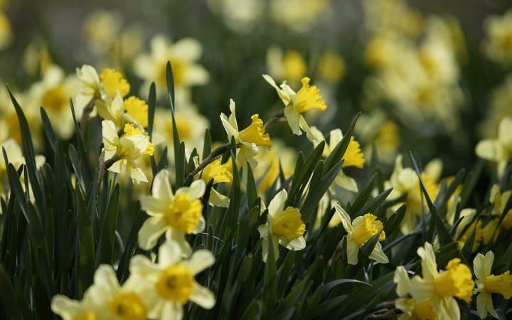 cluster of yellow@open domain picture