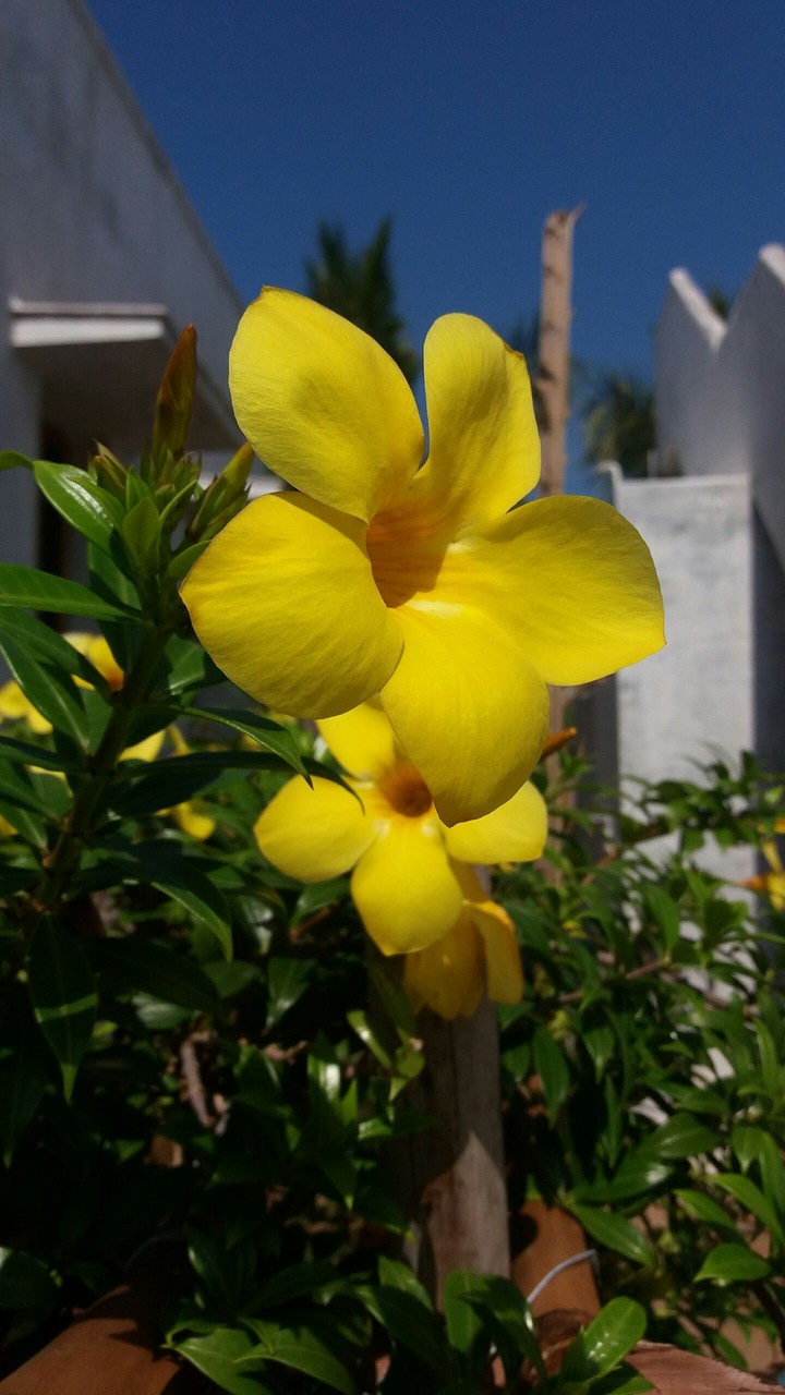 flower