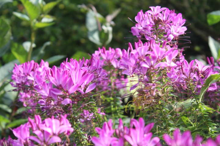 purple delight