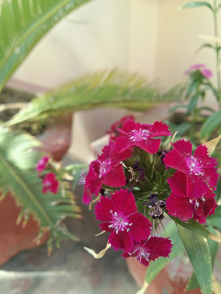 DK's Photography