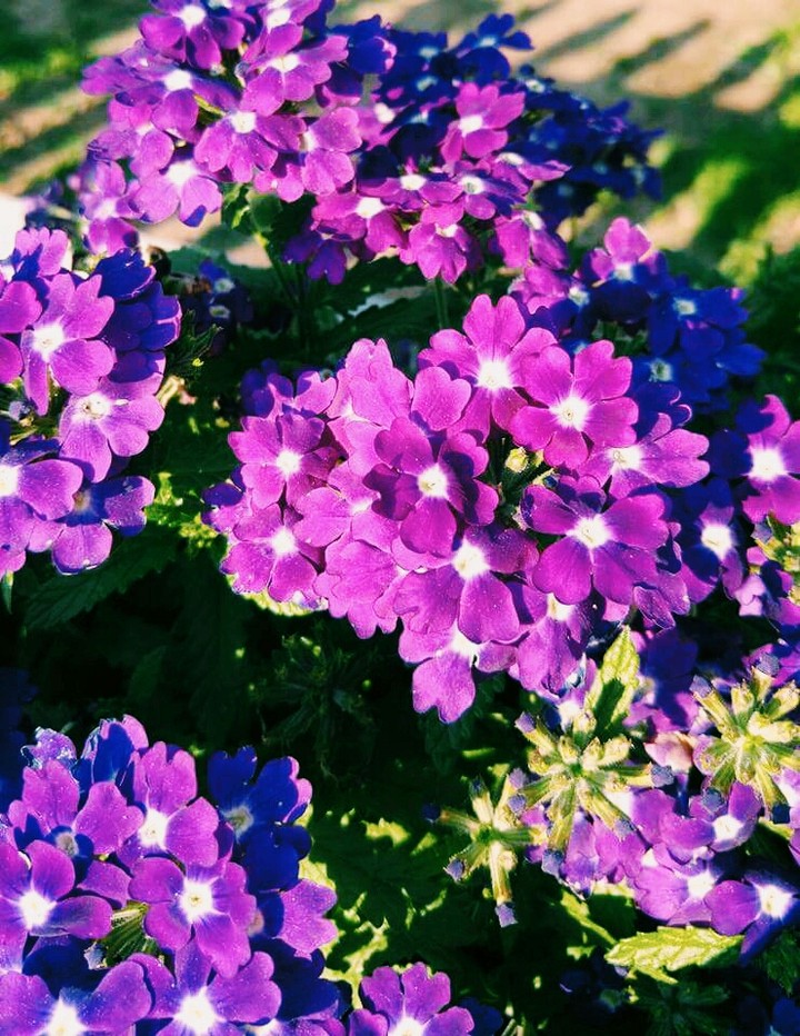 violet