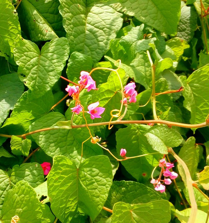 pink