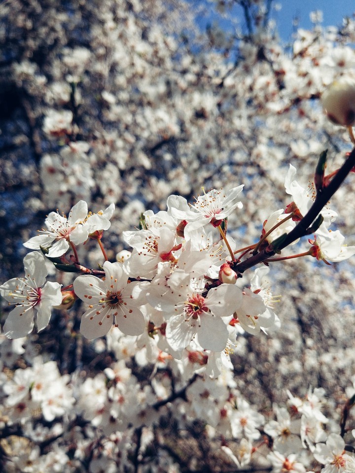 Sweet spring