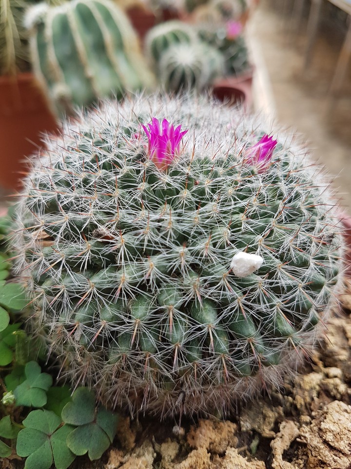 cactus