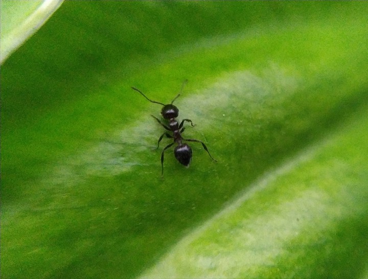 ant